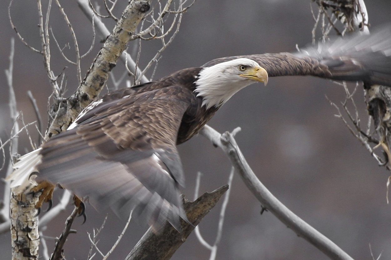 Eagle Flight Matt IndenMatt Inden